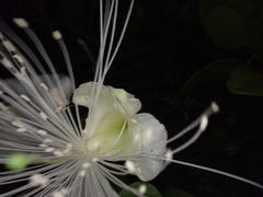 Capparis sandwichiana