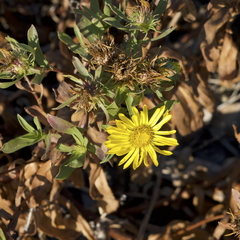 Grindelia