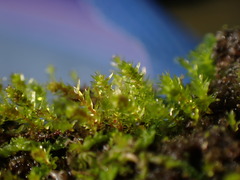 Bryum dichotomum