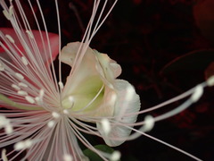 Capparis sandwichiana