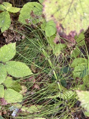 Equisetum palustre