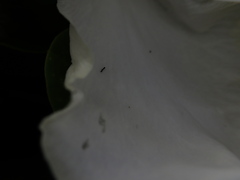 Capparis sandwichiana