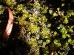 Bryum dichotomum