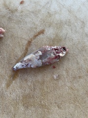 Dorosoma cepedianum
