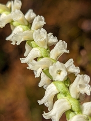 Spiranthes cernua