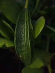 Capparis sandwichiana