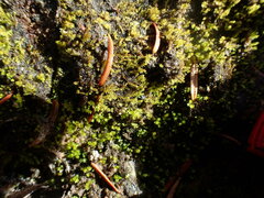 Bryum dichotomum