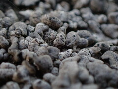 Dermatocarpon miniatum