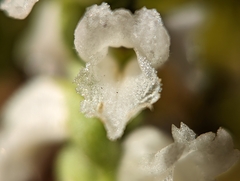 Spiranthes cernua