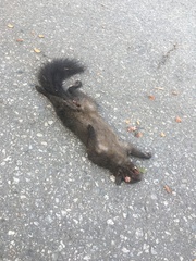 Sciurus carolinensis