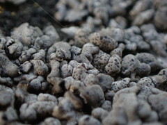 Dermatocarpon miniatum