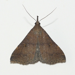 Renia factiosalis