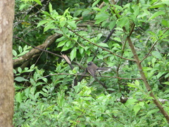 Rhipidura fuliginosa placabilis