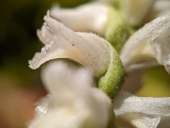 Spiranthes cernua