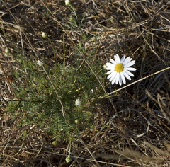 Tripleurospermum inodorum