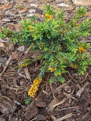 Pultenaea largiflorens