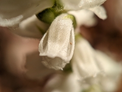 Spiranthes cernua