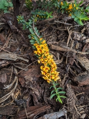 Pultenaea largiflorens