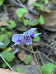 Viola hederacea