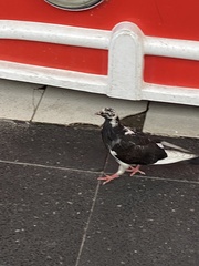 Columba livia domestica