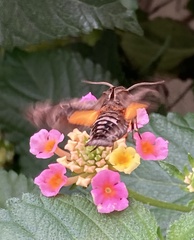 Neogurelca himachala