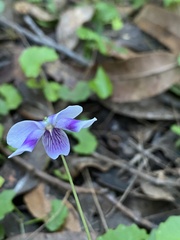 Viola hederacea