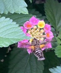 Neogurelca himachala