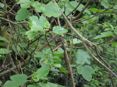 Rhipidura fuliginosa placabilis