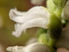 Spiranthes cernua