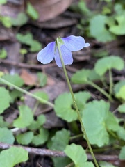 Viola hederacea