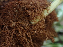 Elaphoglossum aemulum