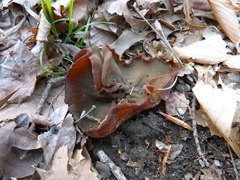 Phylloscypha phyllogena