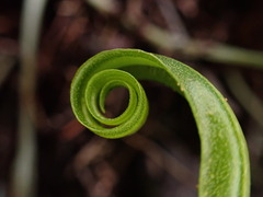 Elaphoglossum aemulum