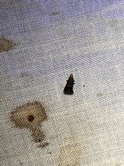 Eulogia ochrifrontella