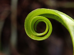 Elaphoglossum aemulum
