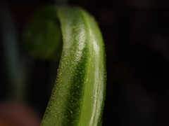 Elaphoglossum aemulum