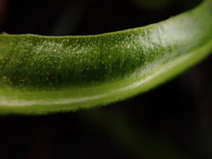 Elaphoglossum aemulum