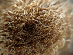 Elaphoglossum aemulum