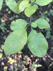 Forestiera ligustrina