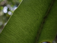 Elaphoglossum aemulum