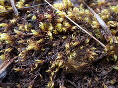 Scorpidium revolvens