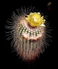 Parodia lenninghausii