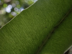 Elaphoglossum aemulum