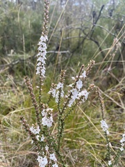 Epacris