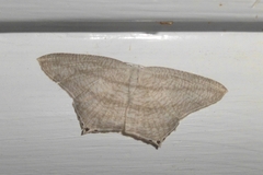 Acropteris ciniferaria