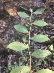 Lithospermum tuberosum