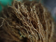 Elaphoglossum aemulum