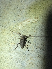 Acanthocinus obsoletus