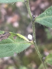 Lithospermum tuberosum