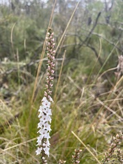 Epacris